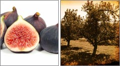 Norland Fig Orchard